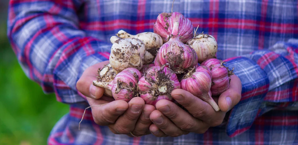 Garlic for ED treatment